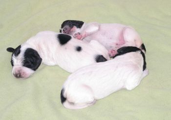 Les 3 chiots - Jour 3
