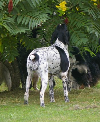 Encore dans cet arbre!
