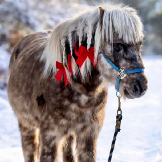Humanity for Horses Foundation Donate