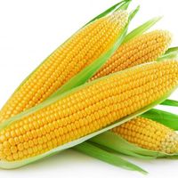Corn Truth by Now