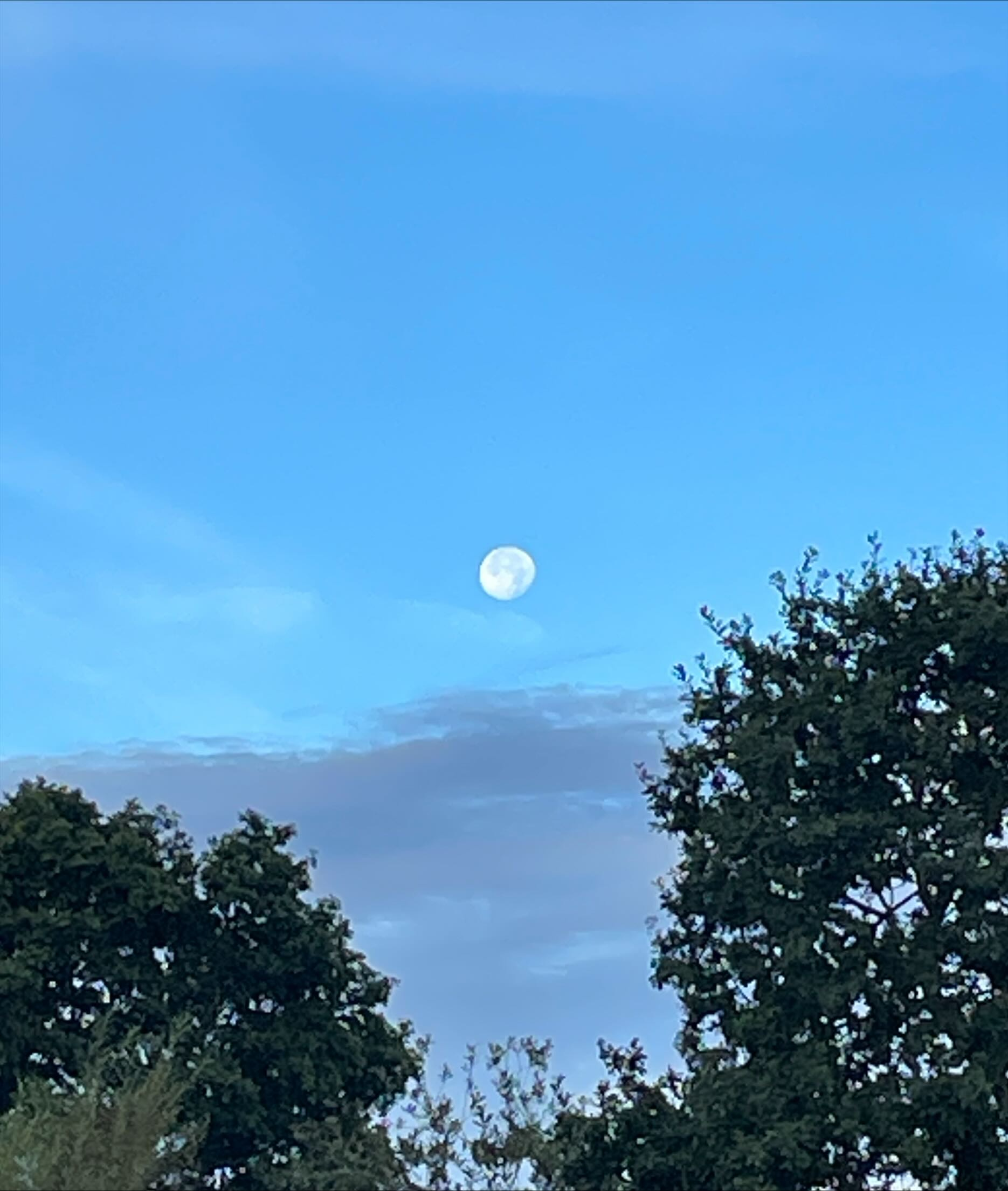 Bad, over-zoomed phto of the moon in the sky during the day over some trees