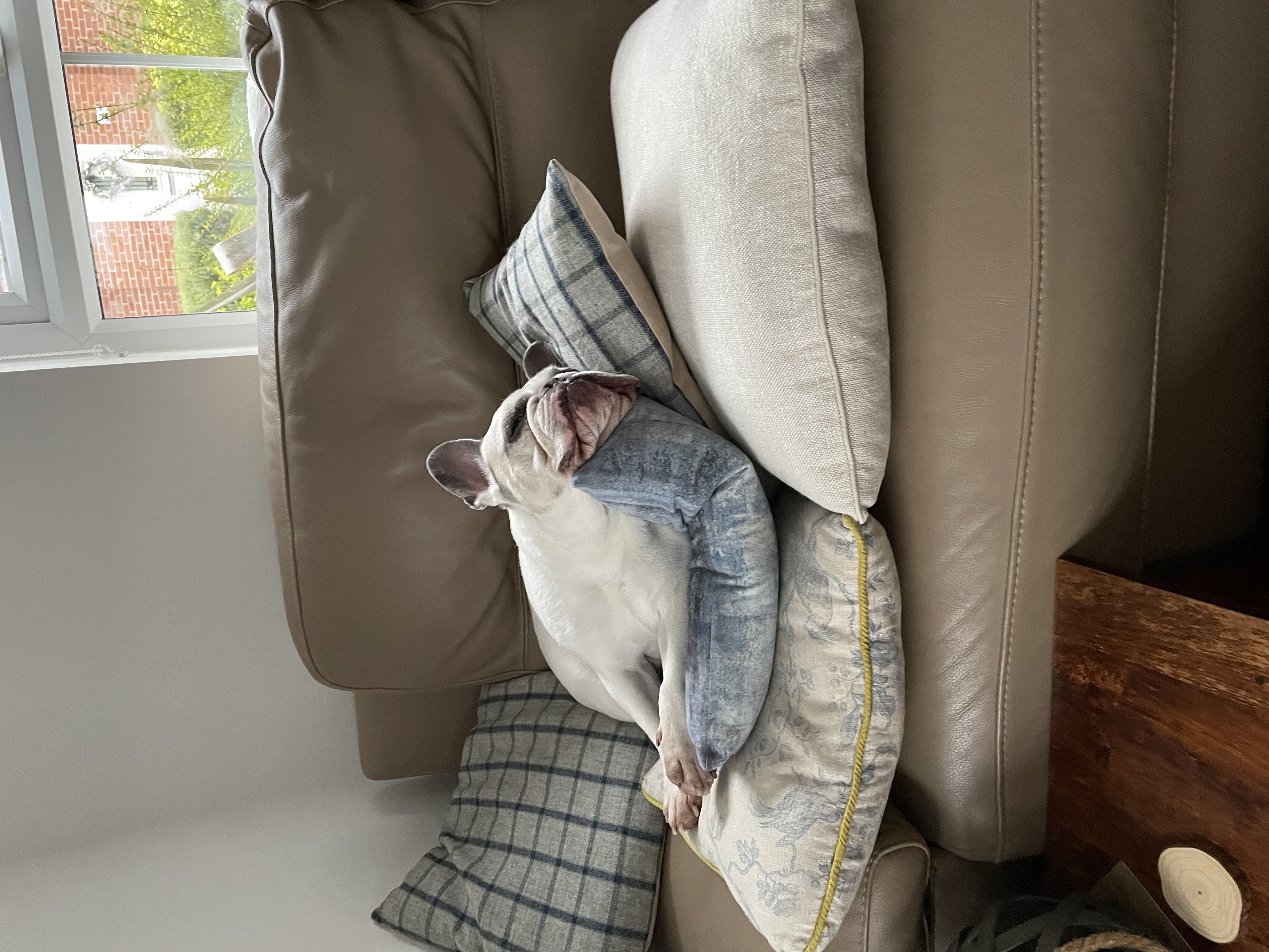 Sleepy French Bulldog lying on 5 cushions propping his head up