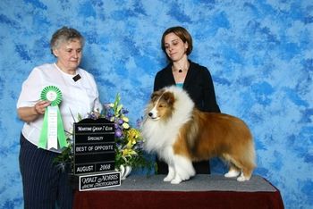 Grace's Sire: GCH CH Talisker's Bengal, "Ben"
