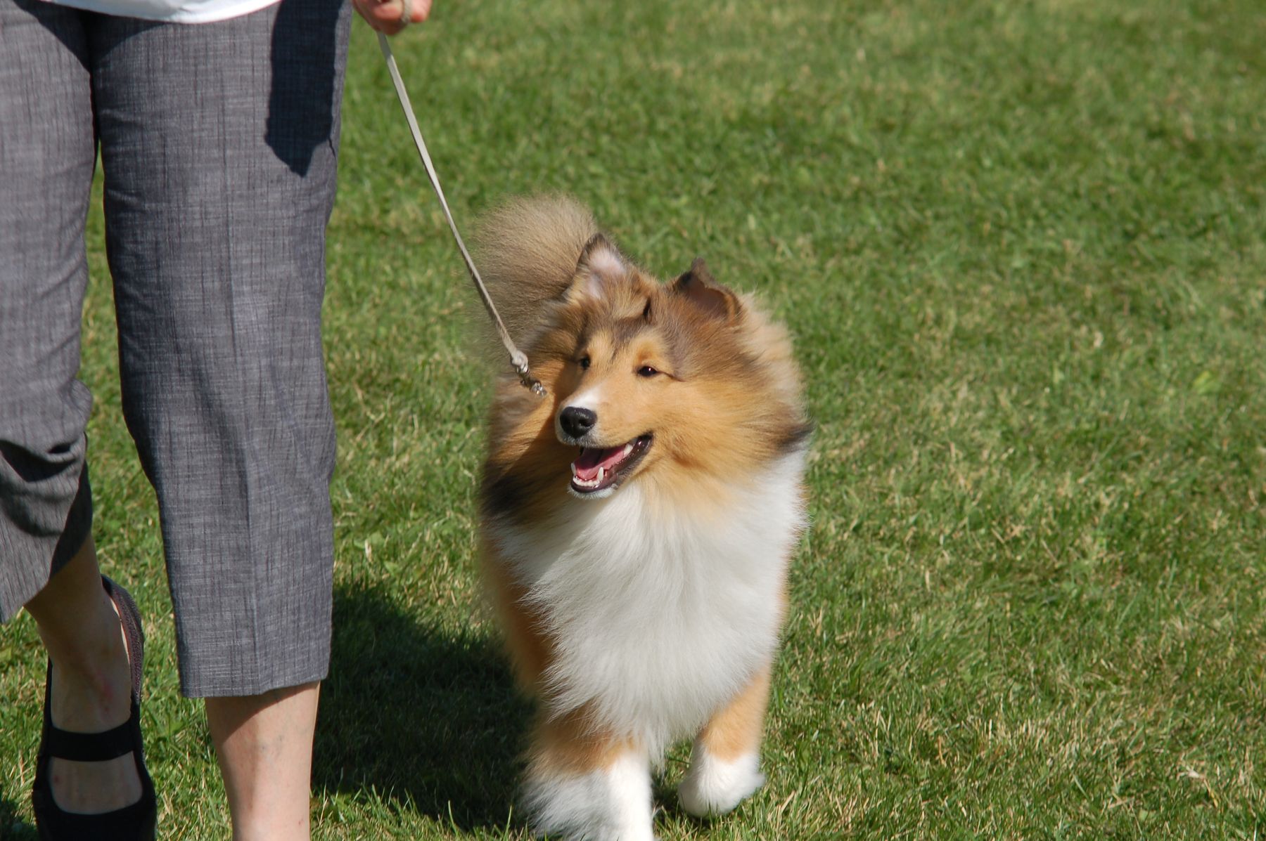 Foxglove shelties hot sale