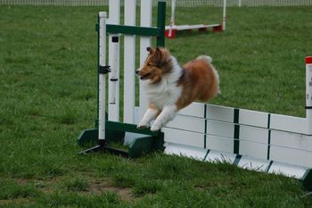 Neala competing in agility
