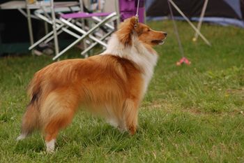 Young Cheer Breed Show Debut
