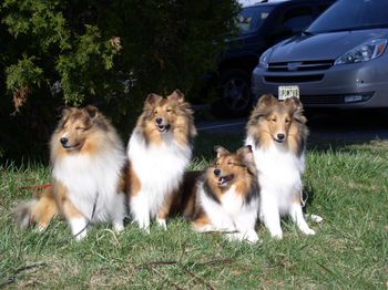 Pictured with: Grand Sire, Linus,  dam, Sally and litter sister Darcie.
