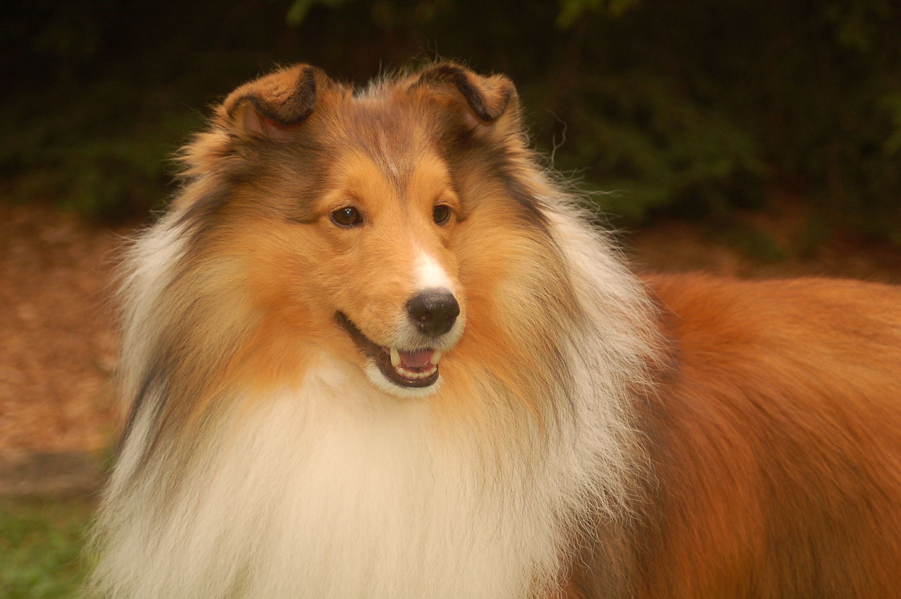 Rockwood shelties hot sale