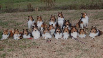 All Pinelands Shelties competing at an Agility Trial
