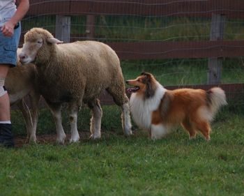 Penning The Sheep
