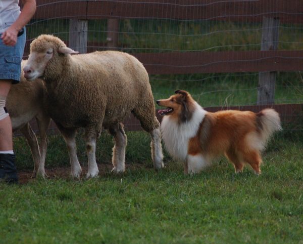 Sheltie herding hot sale sheep