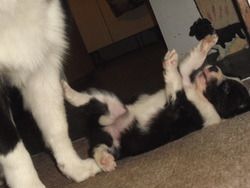 (Female Puppy) Playing with Mum....
