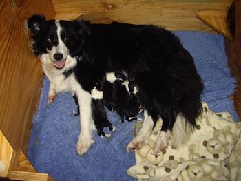 "Casey" and her babies
