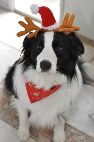 Look Santa... I'm a reindeer too!
