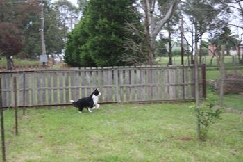 ...we have fun running the fence line while the neighbours are mowing their lawns...
