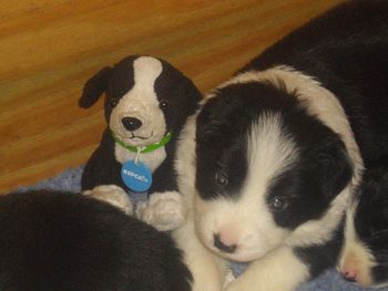 The RSPCA stuffed toy is much loved by "Casey's" pups..
