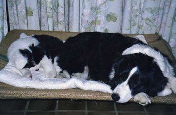 November, 1998 "Chloe" at 8 weeks keeping her Mum "Molly" company
