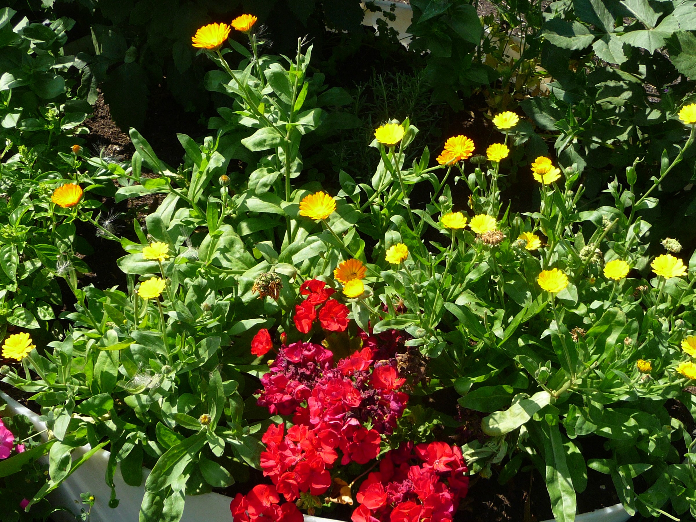 calendula, container gardening, medicinal herbs, home remedies
