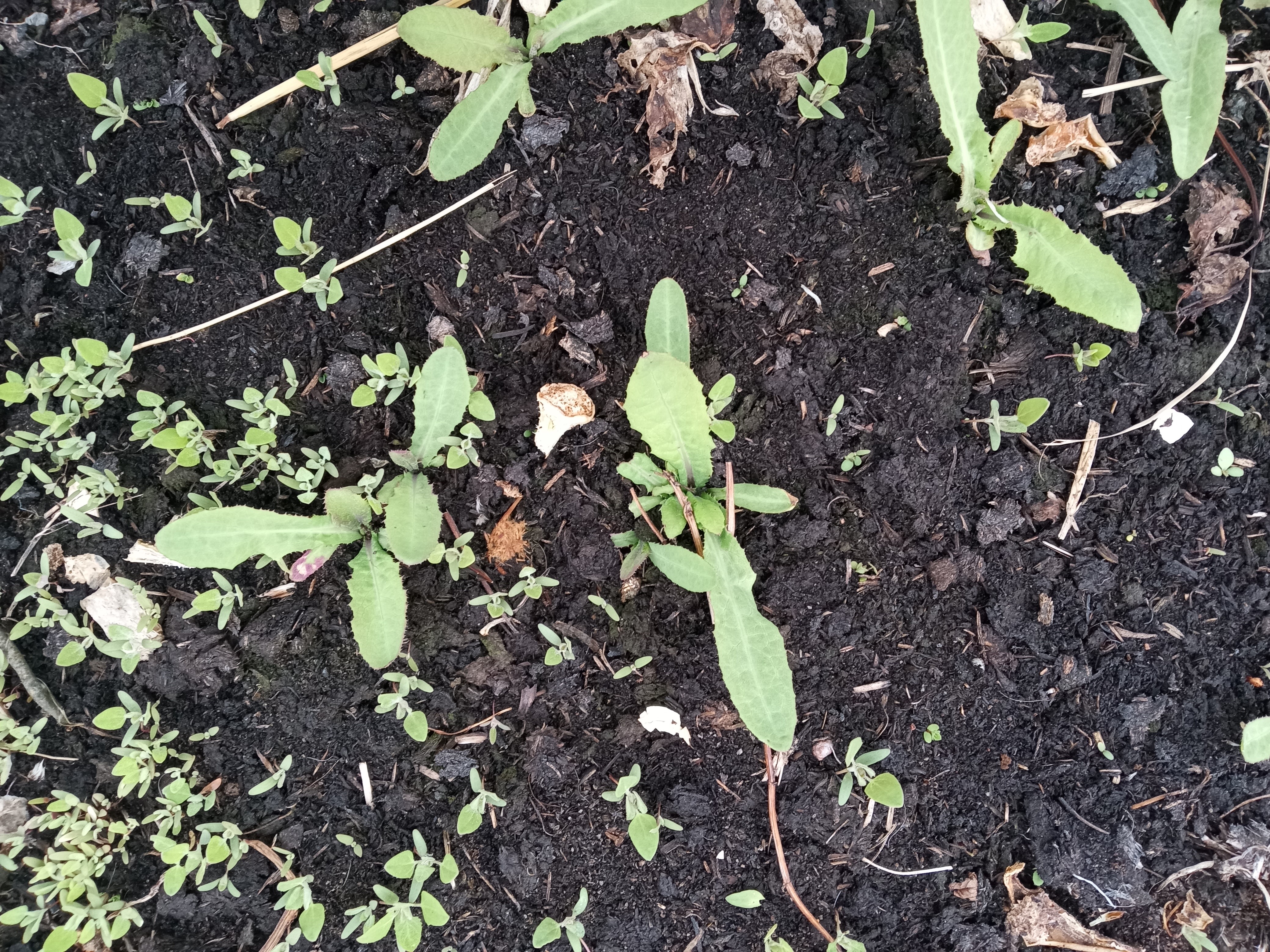 Fall yard cleanup - sow thistle