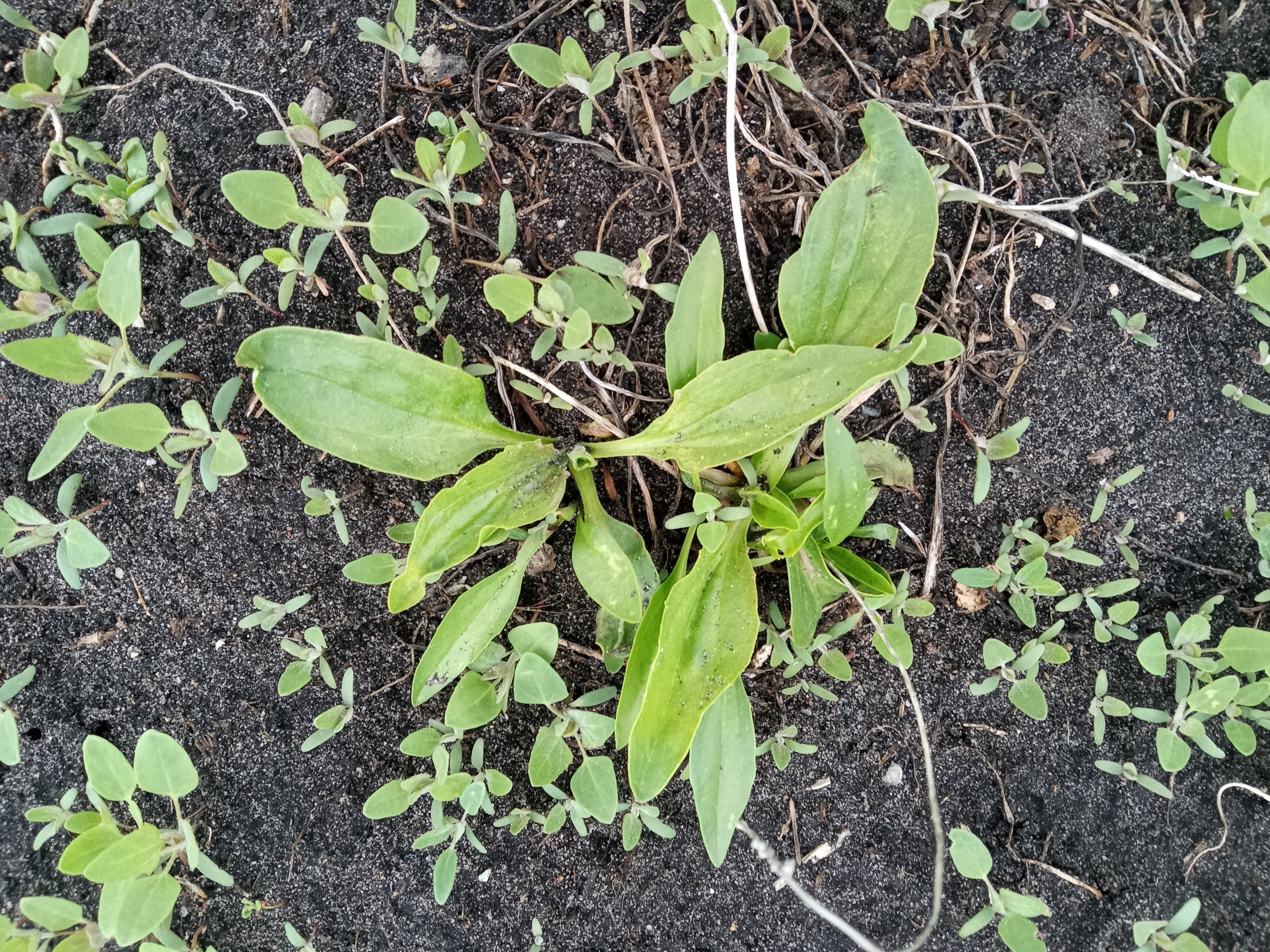 Fall yard cleanup - plantain