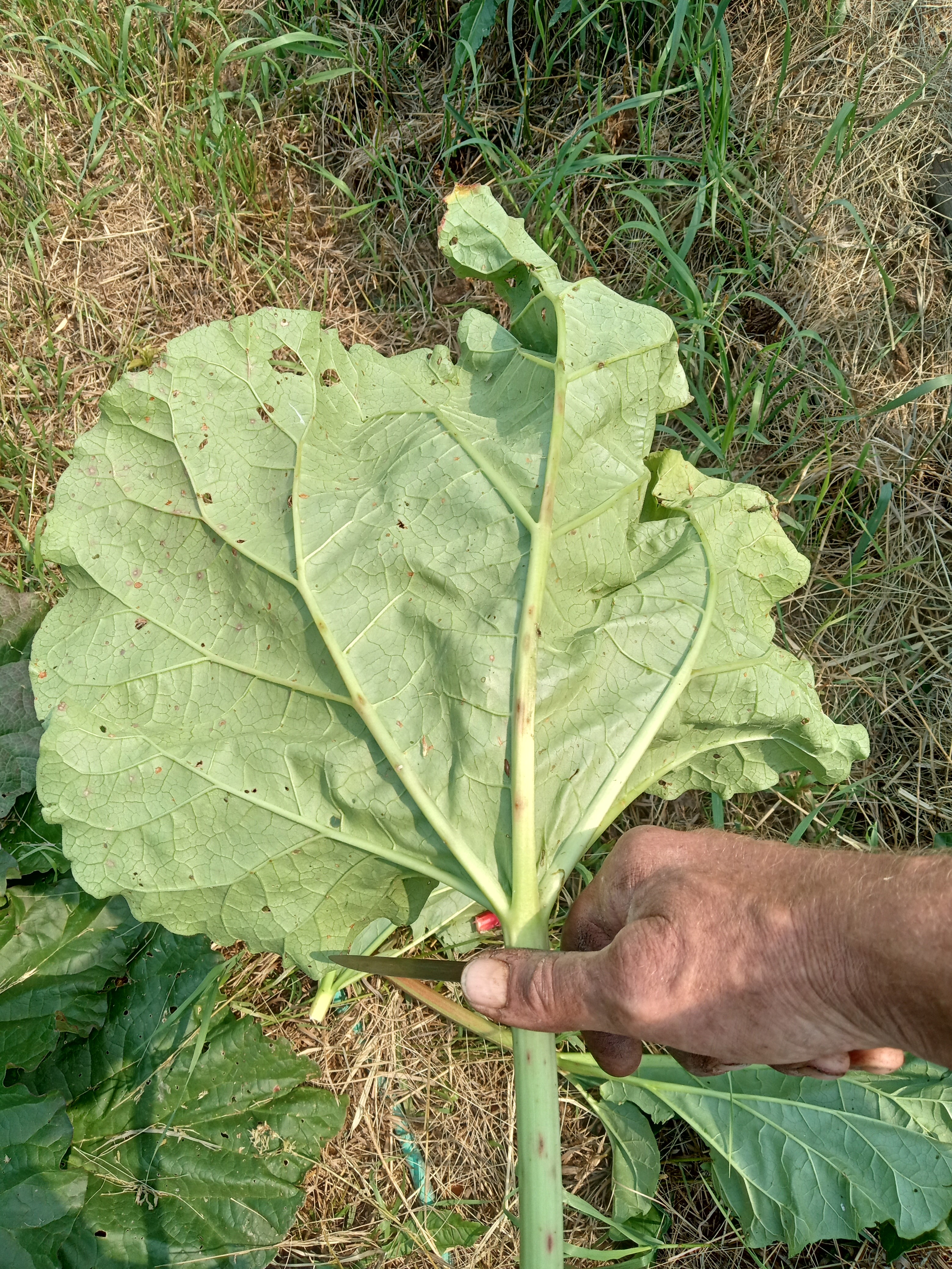 Harvesting  Rhubarb - removing the leaf