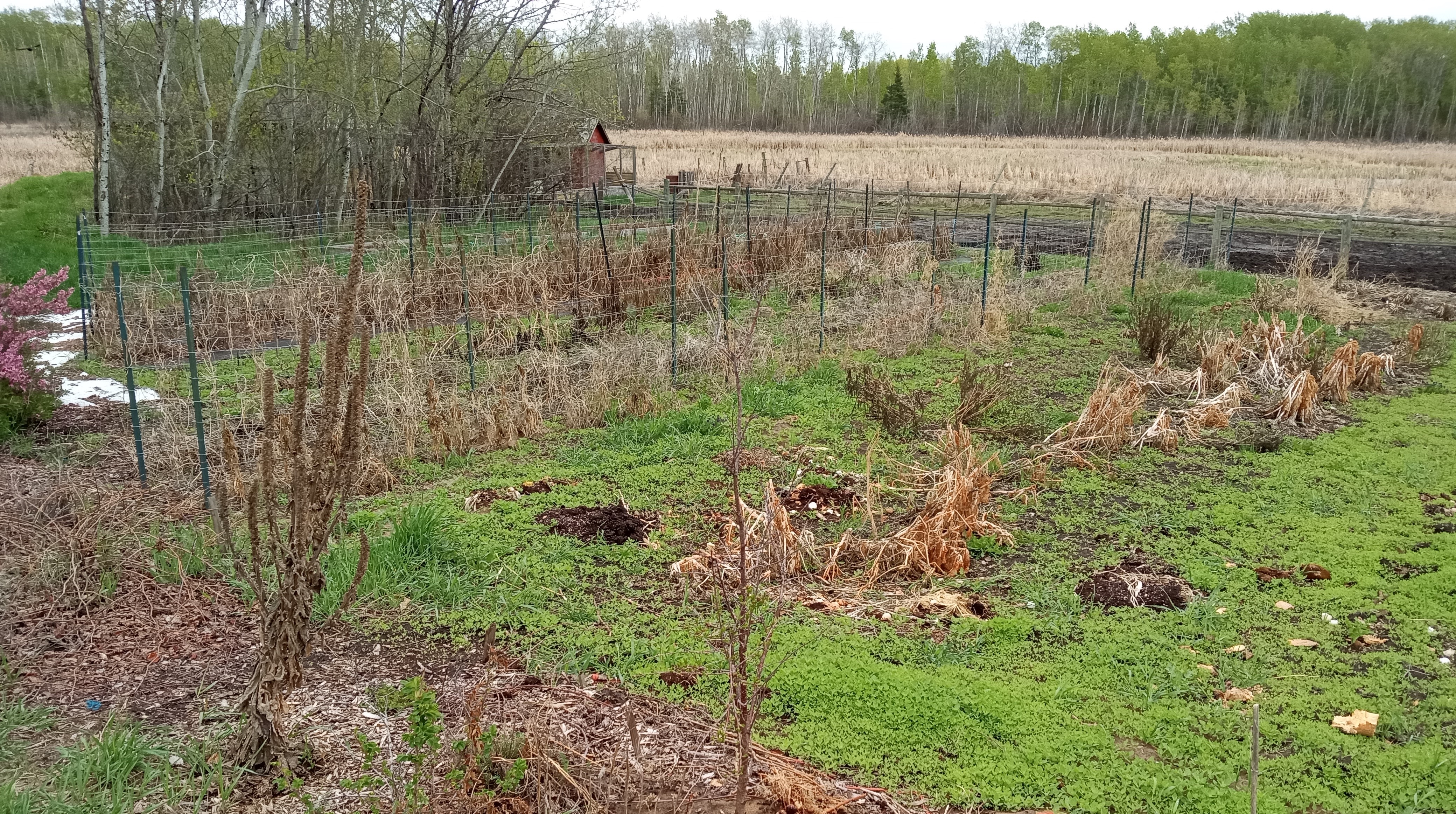 Fall yard cleanup - Organic matter