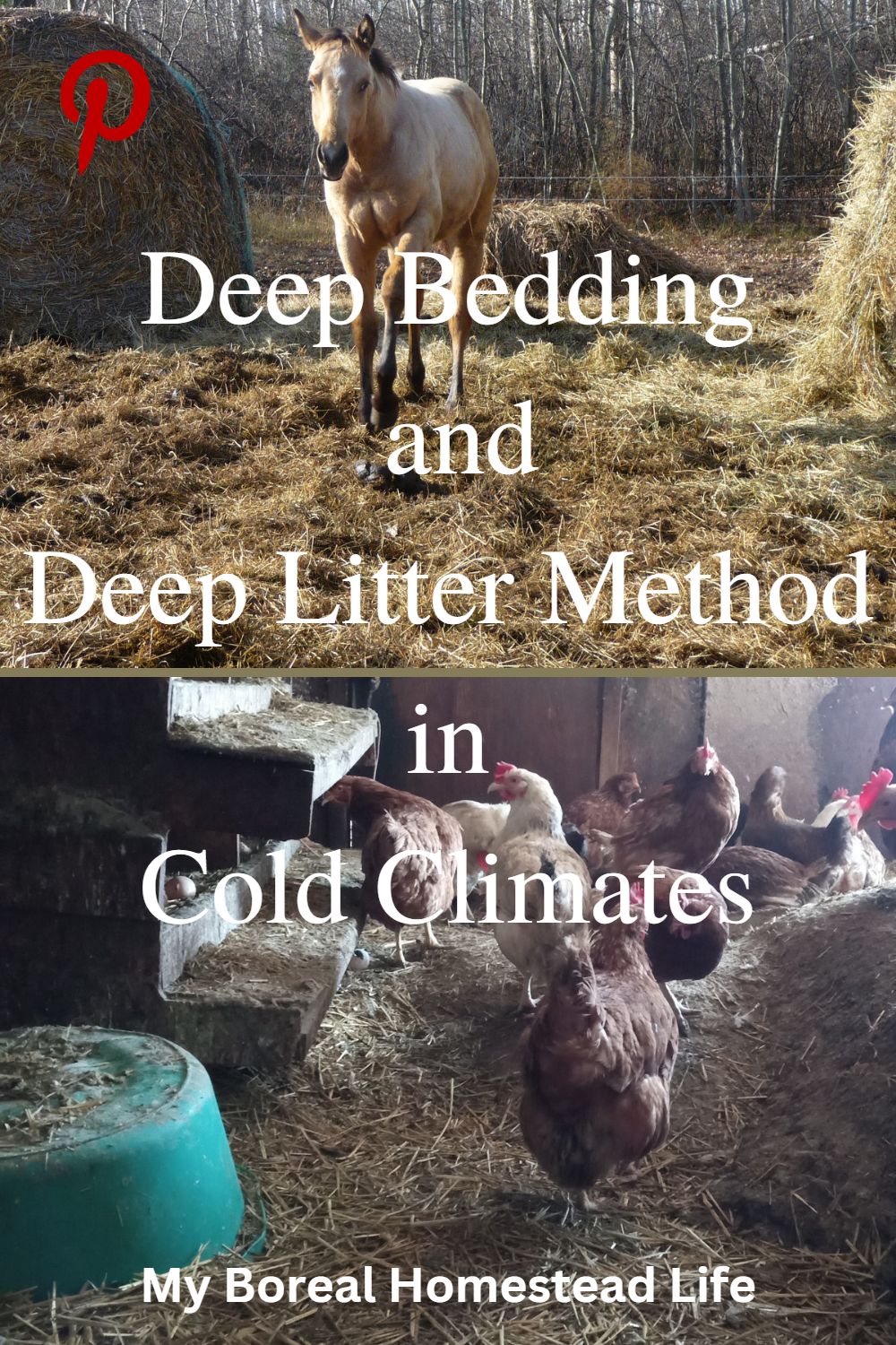 deep bedding in cold climates; deep litter; joel salatin; Pinterest link