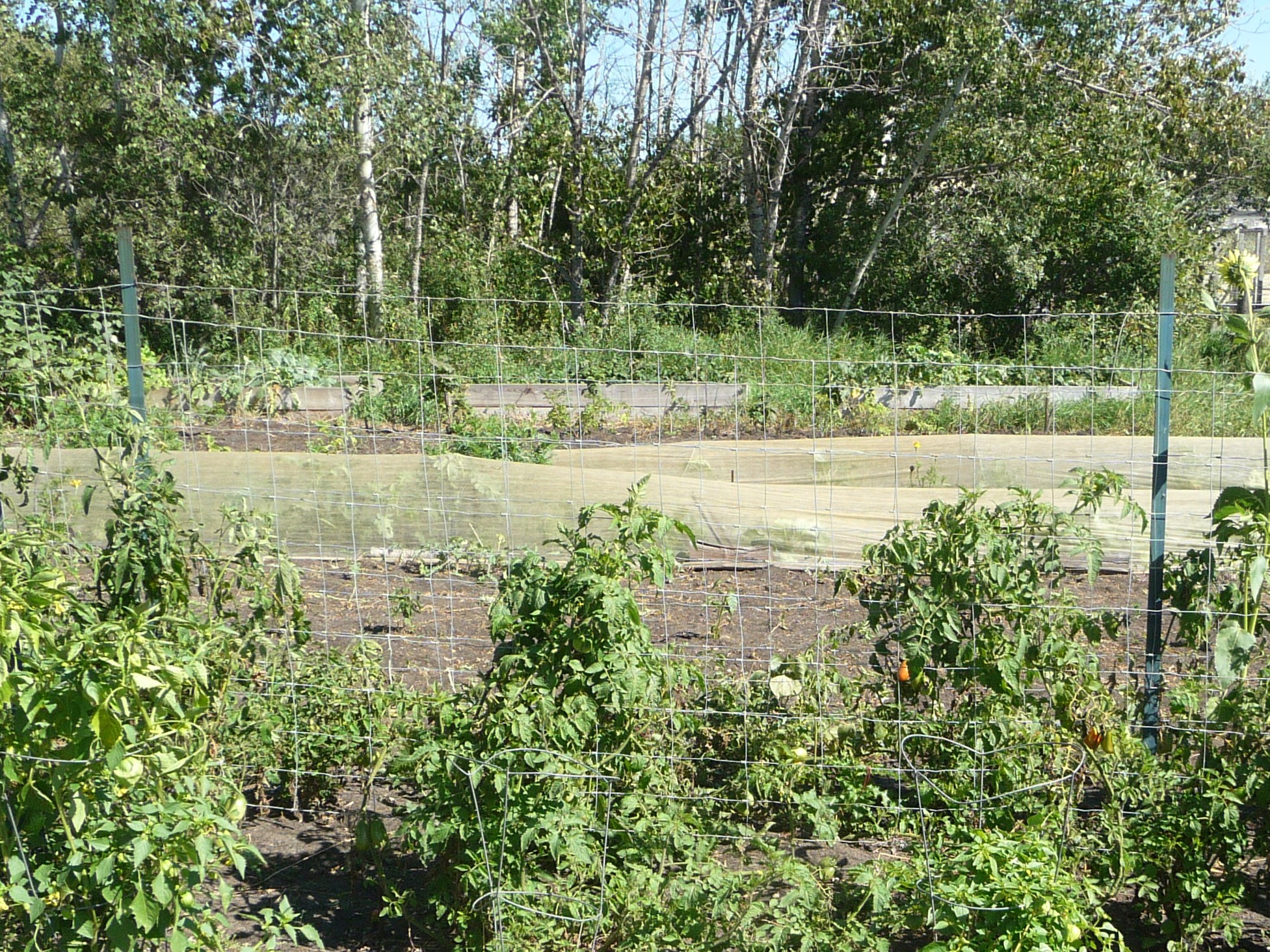 Tomatoes, indeterminate tomatoes, trellising tomatoes