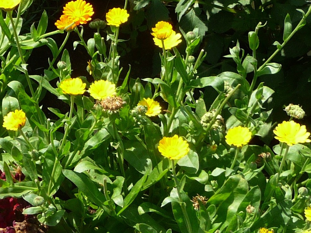 medicinal herbs, home remedies, natural medicine, growing calendula