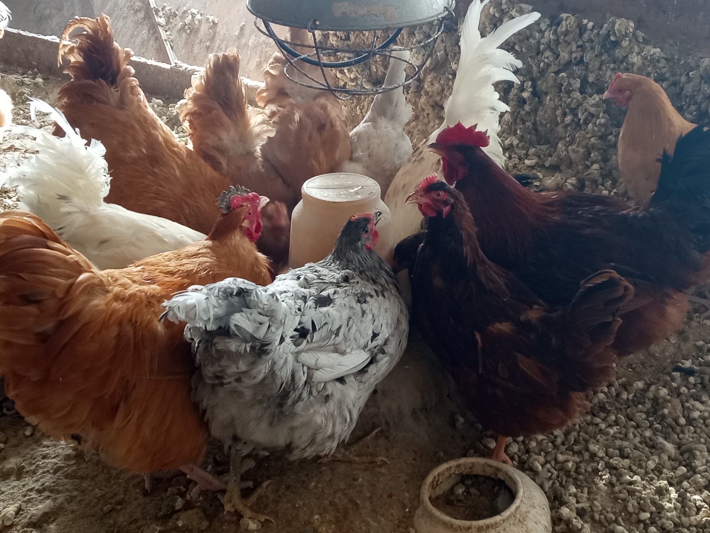 deep bedding in cold climates; deep litter method; chicken deep litter method;  deep bedding method chickens