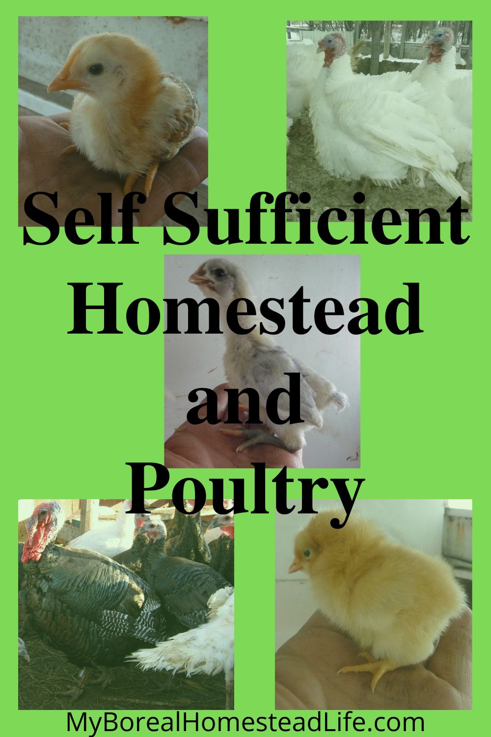 Is A Self Sufficient Homestead Doable? Incubating Chicken Eggs For Meat ...