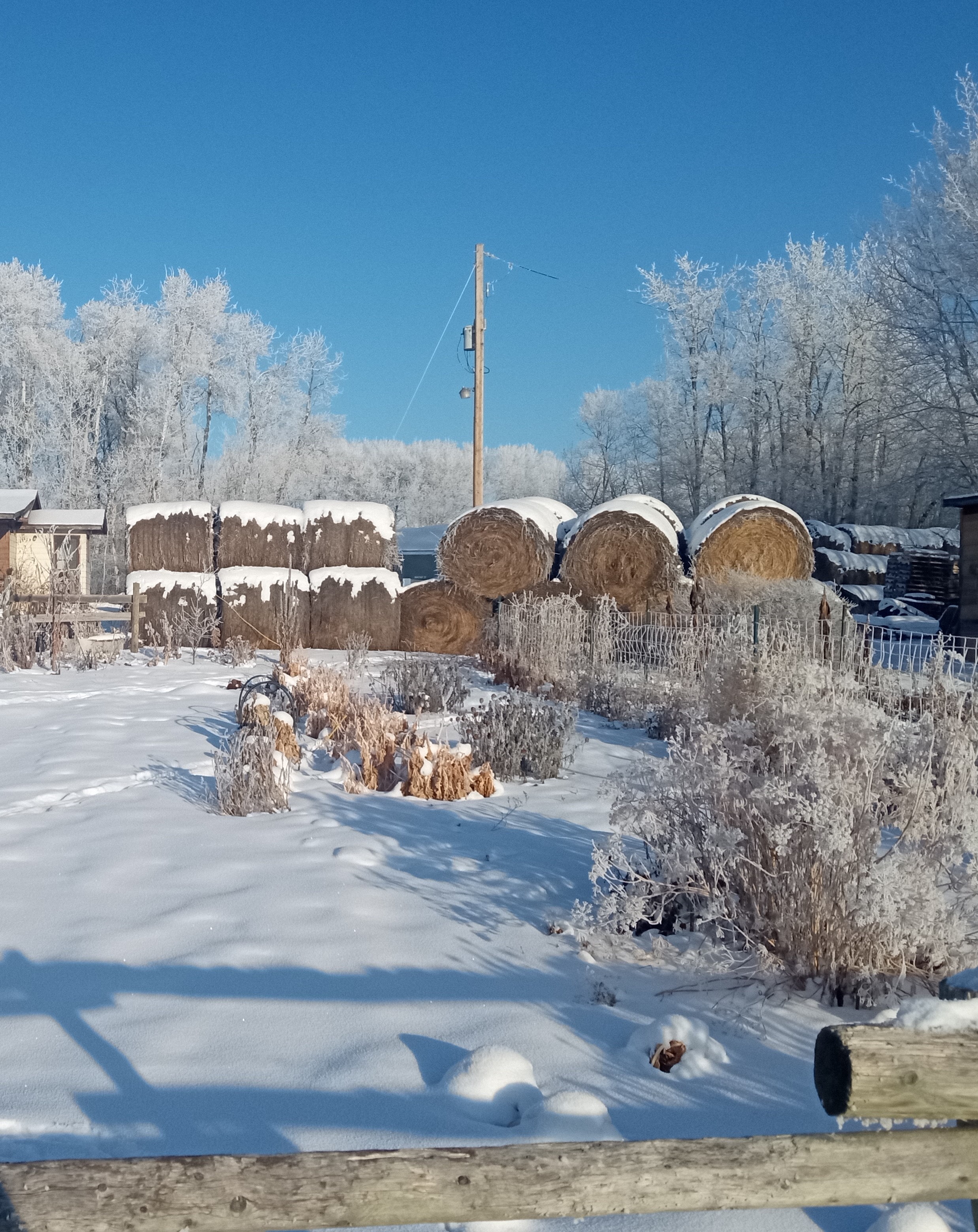 Fall garden cleanup - winter garden beauty