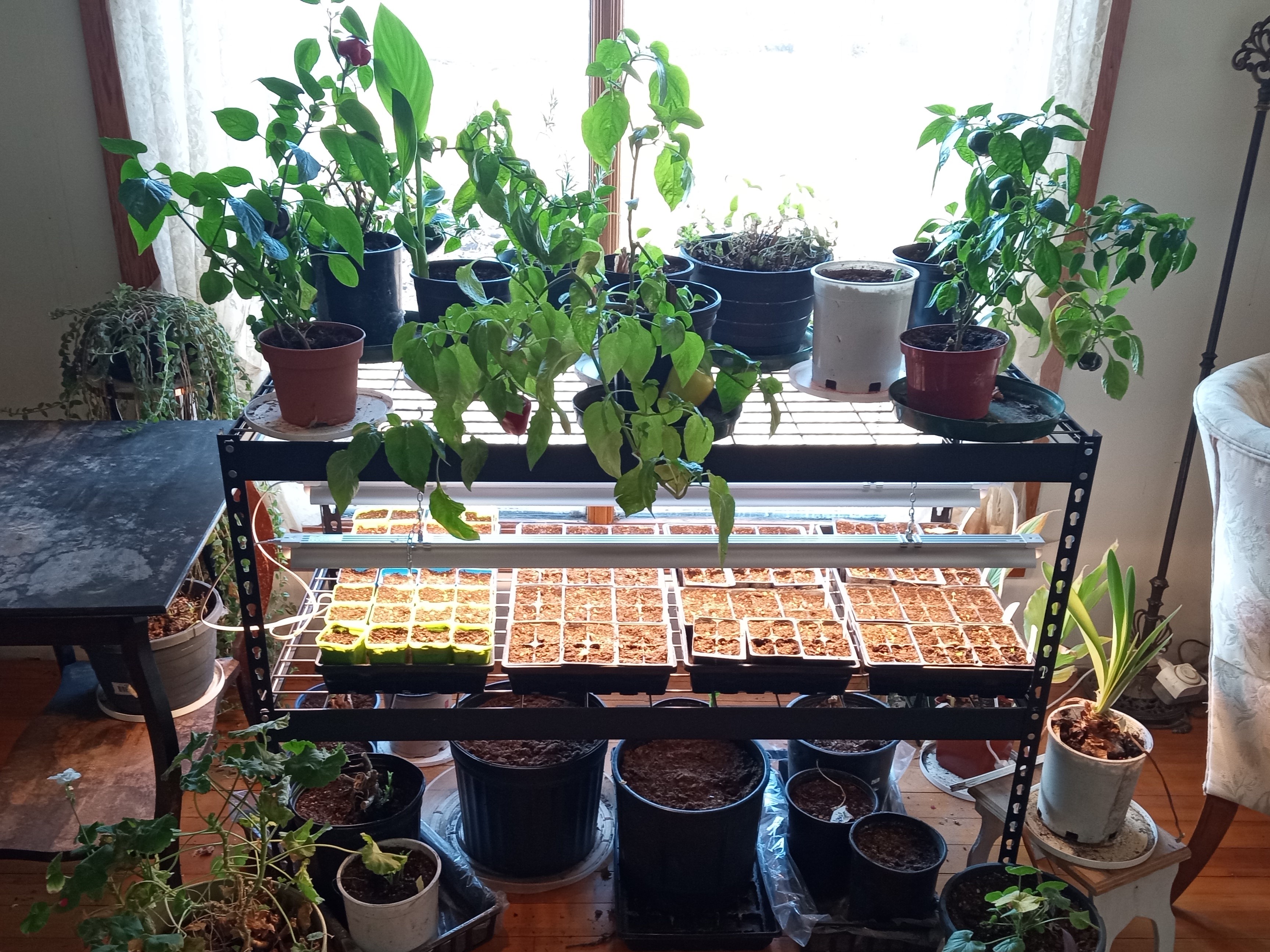 garden planning, seed starting, grow lights, organic soil, indoor gardening