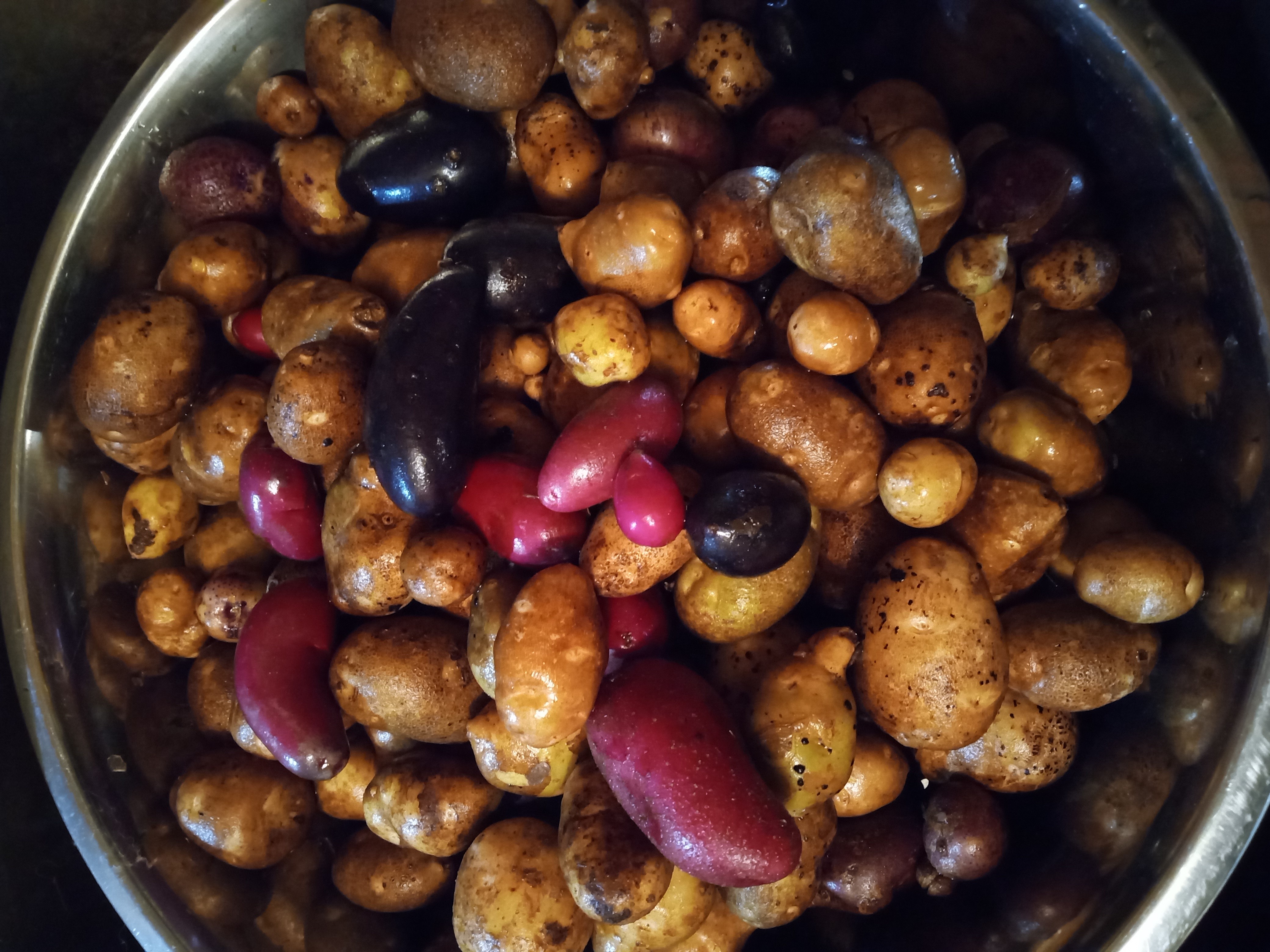 Preserving Potatoes - freezing baby  potatoes