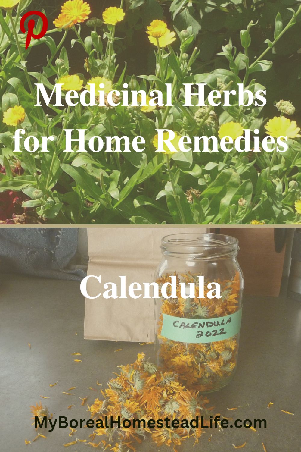 medicinal herbs, home remedies, natural medicines, calendula Pinterest link