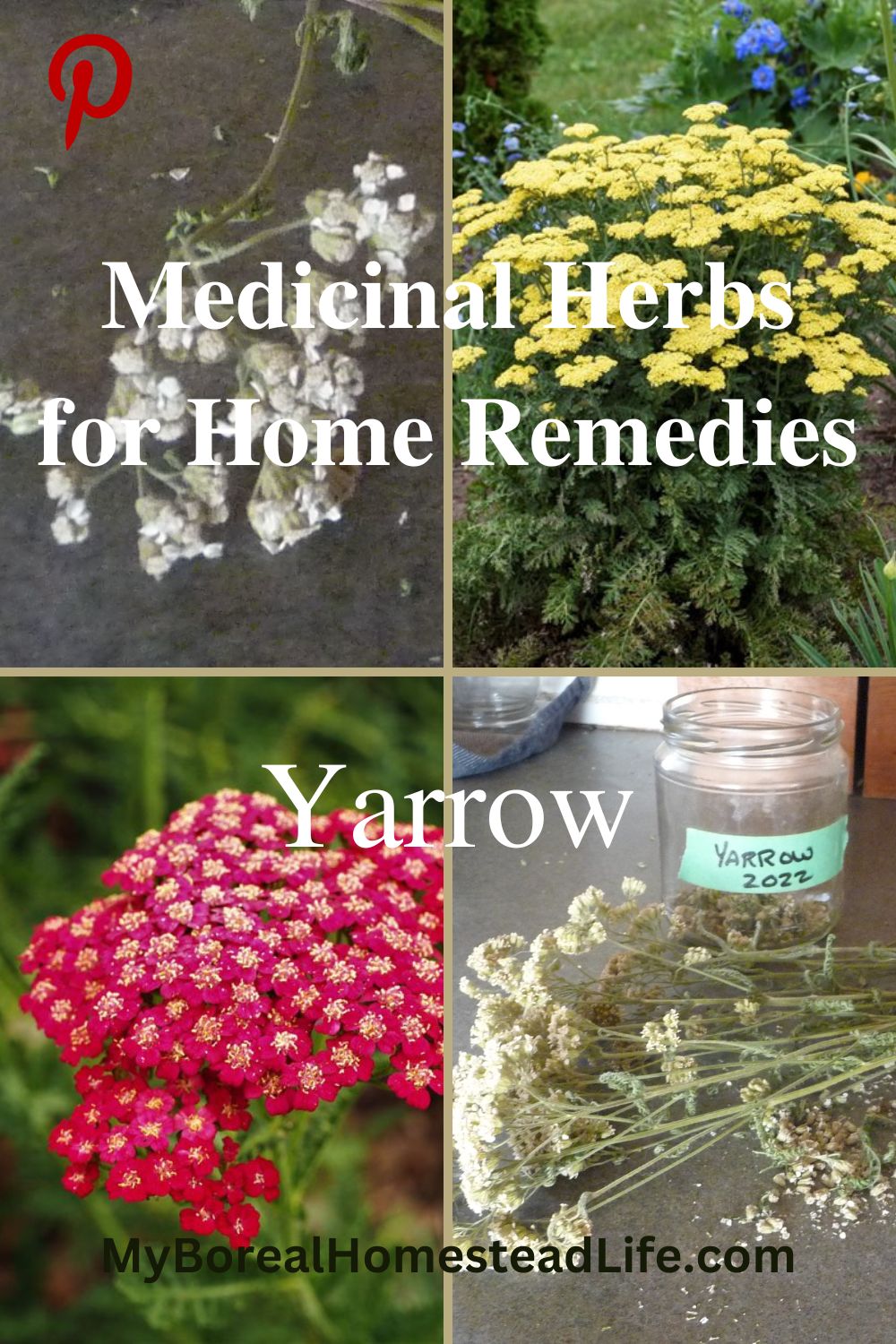 Pink Yarrow flower essence — Deer Heart Apothecary