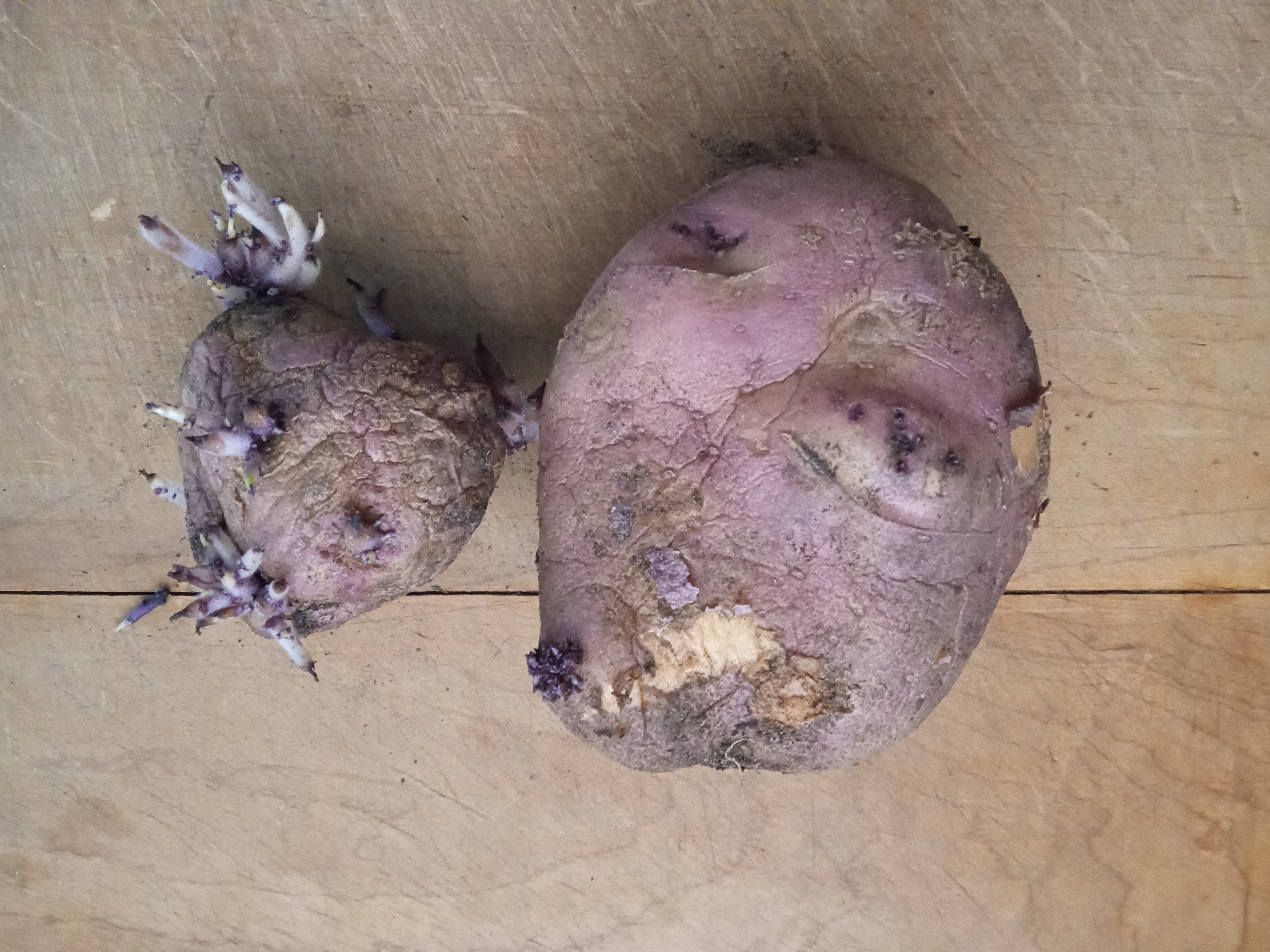 Preserving potatoes - selection