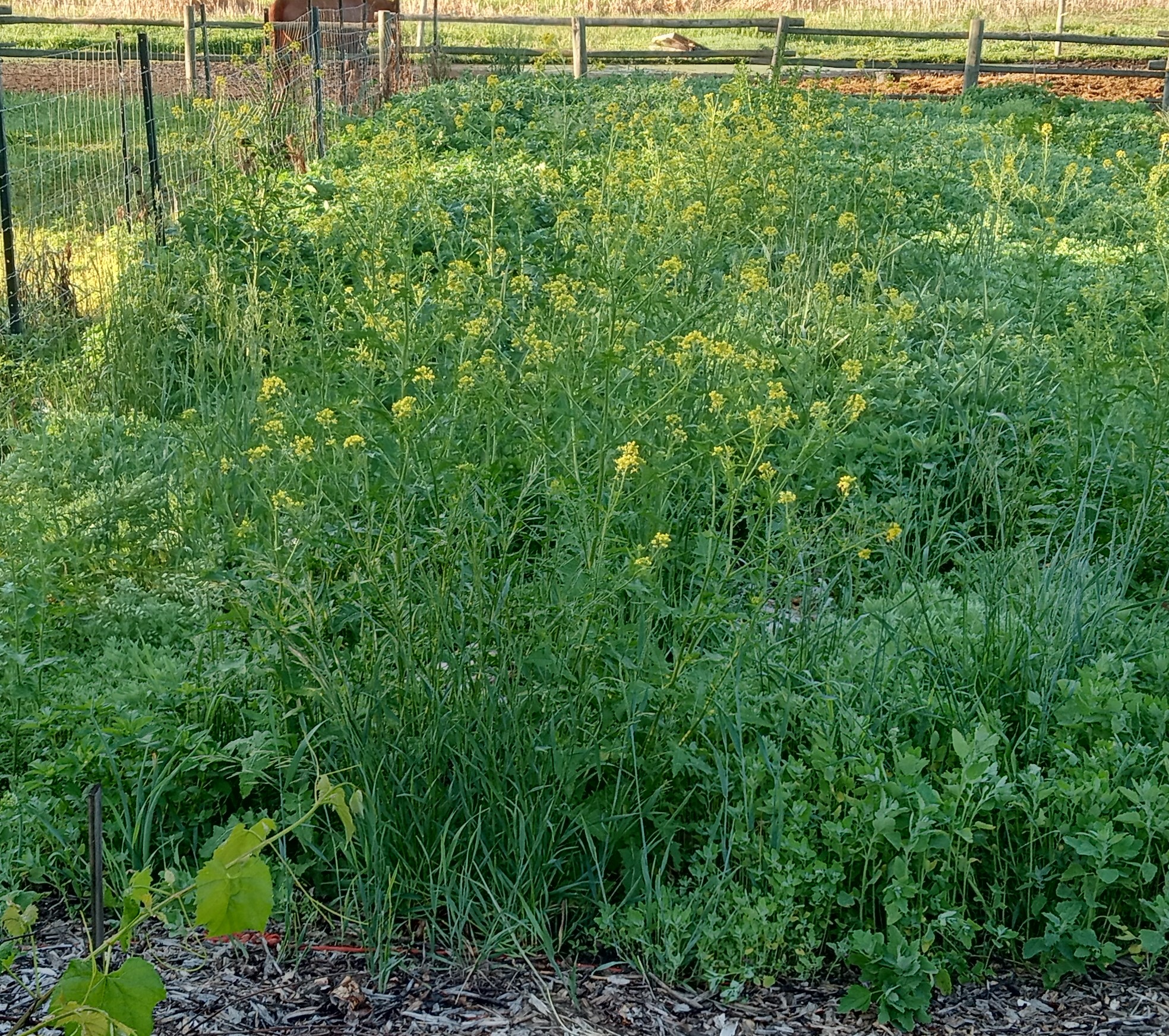 Fall Garden Cleanup - wild mustard