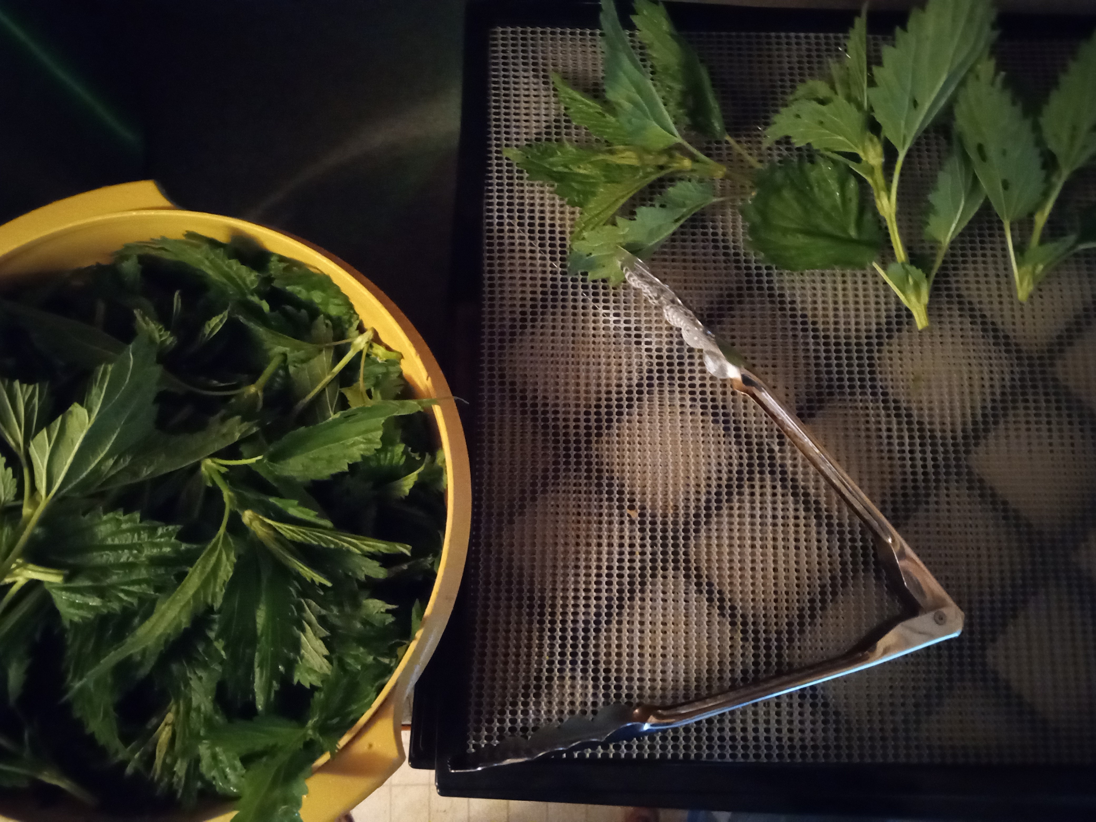 Stinging nettle - laying out to dry