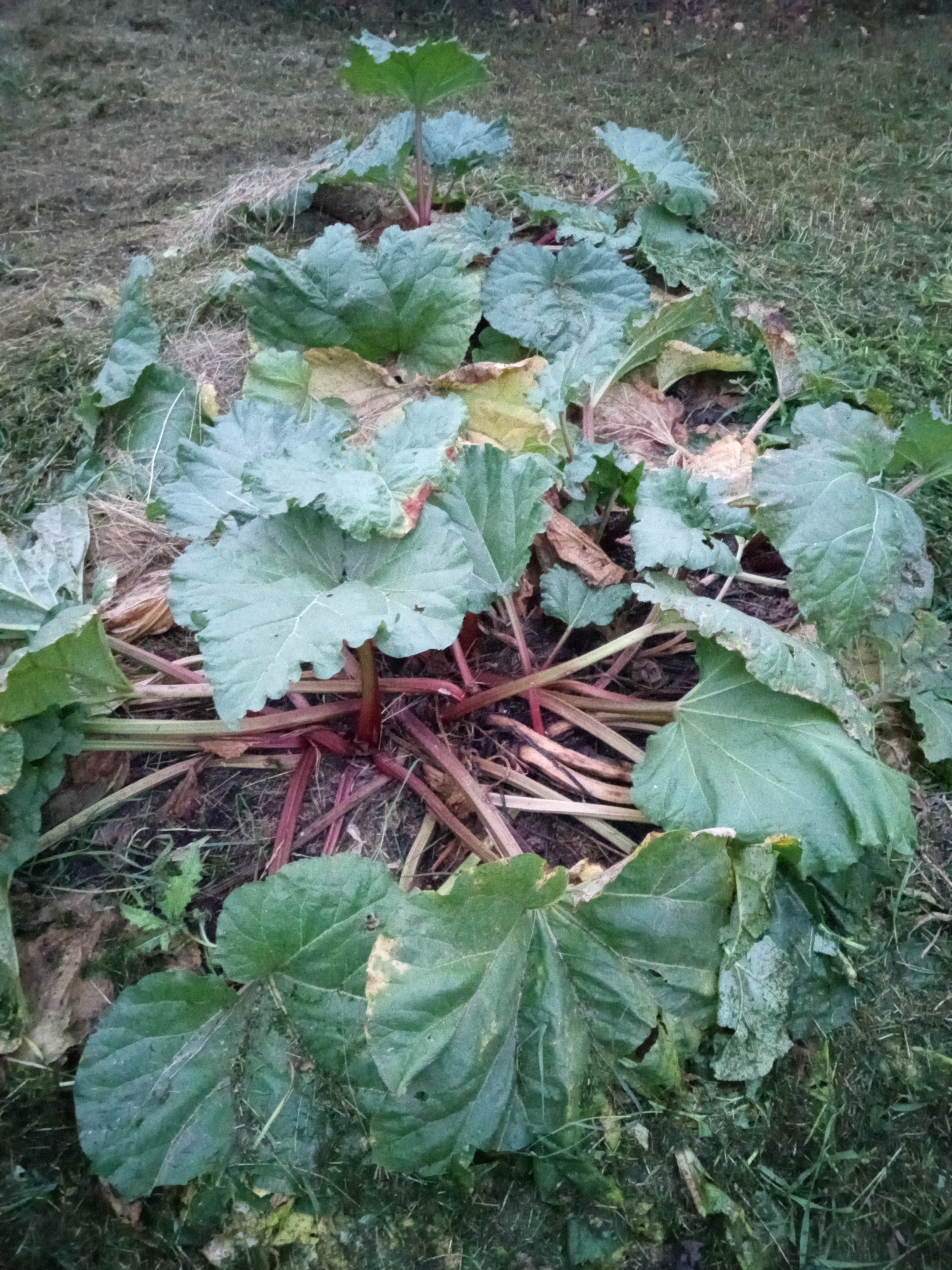 Perennial vegetable - rhubarb going into winter