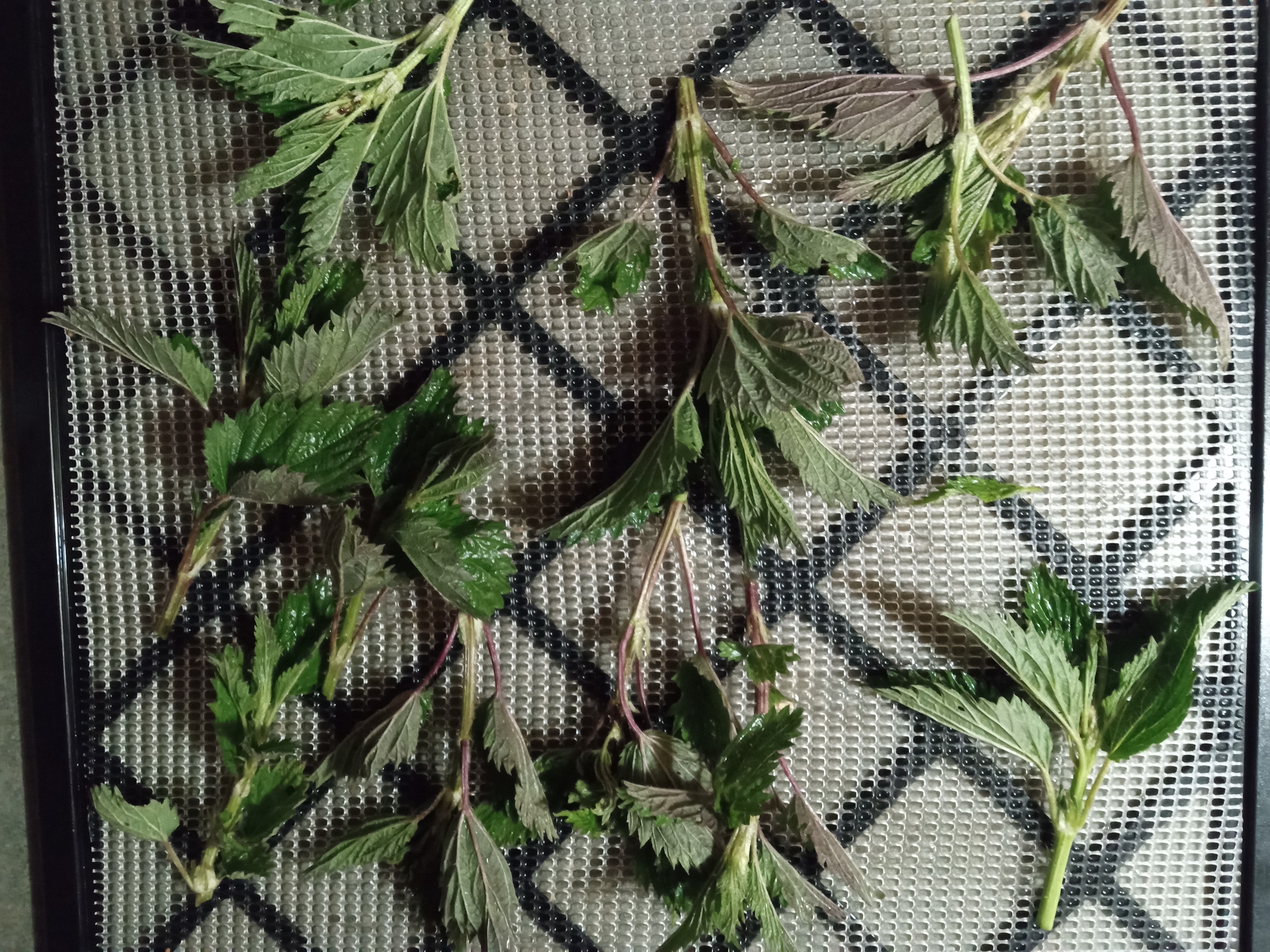 Stinging nettle - washed and place on trays