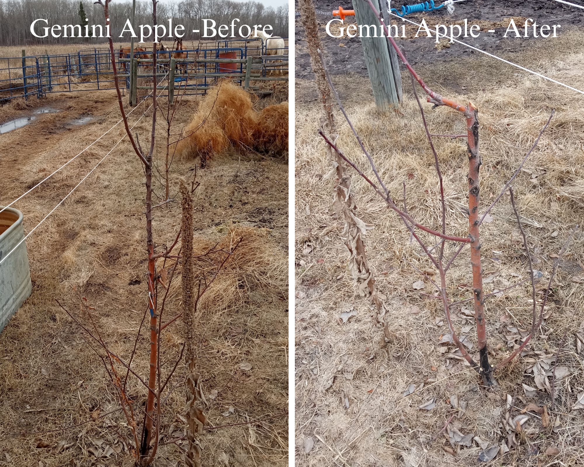 Spring 2024 - Gemini Apple pruning