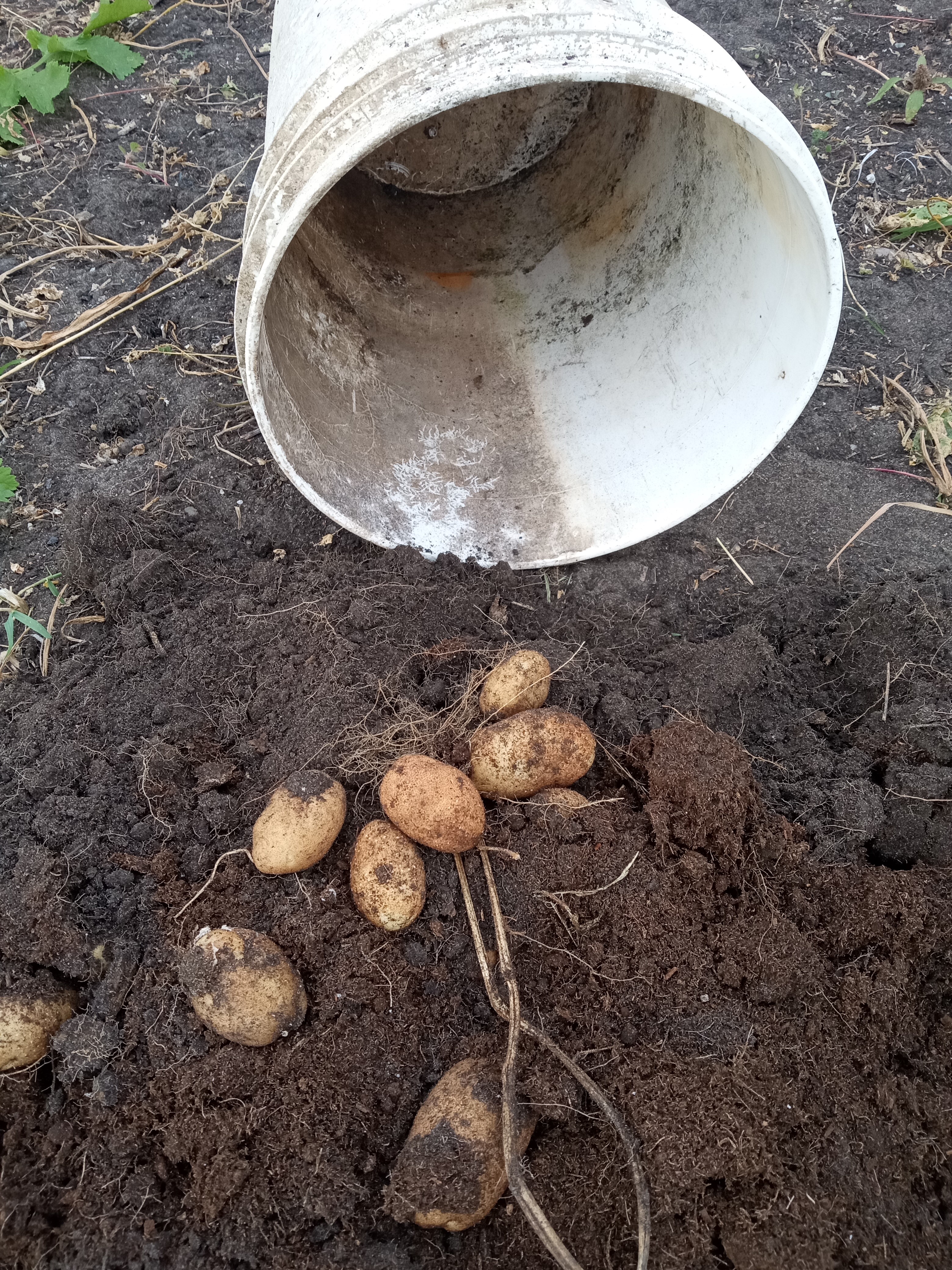 The Potato Trial - five gallon bucket harvest - Sept 24 2023
