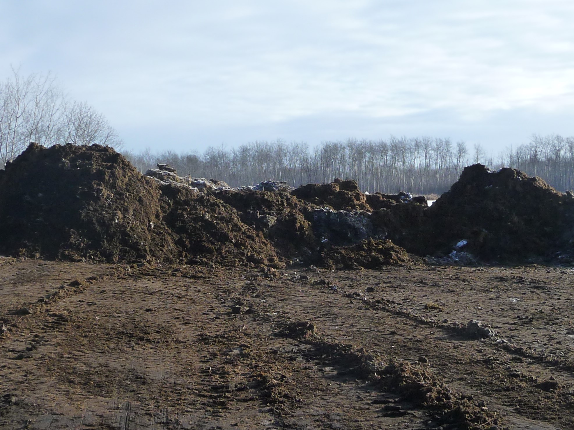 deep bedding in cold climates; bedding; cleaning paddocks