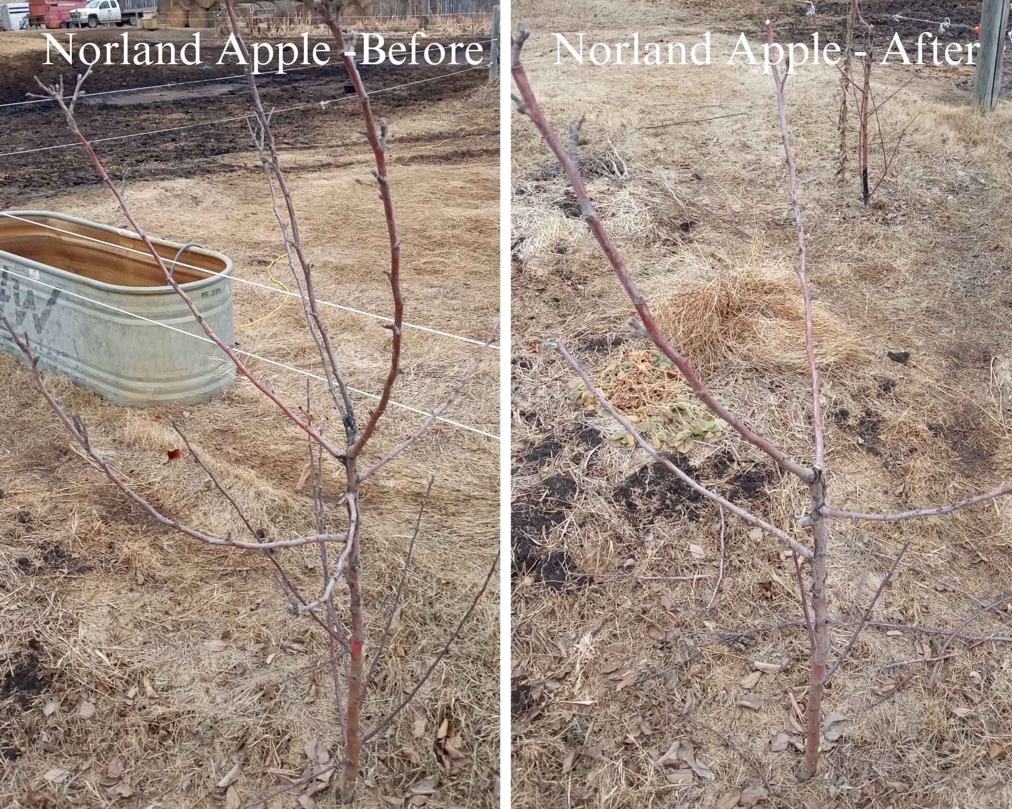Spring 2024 -Norland apple pruning