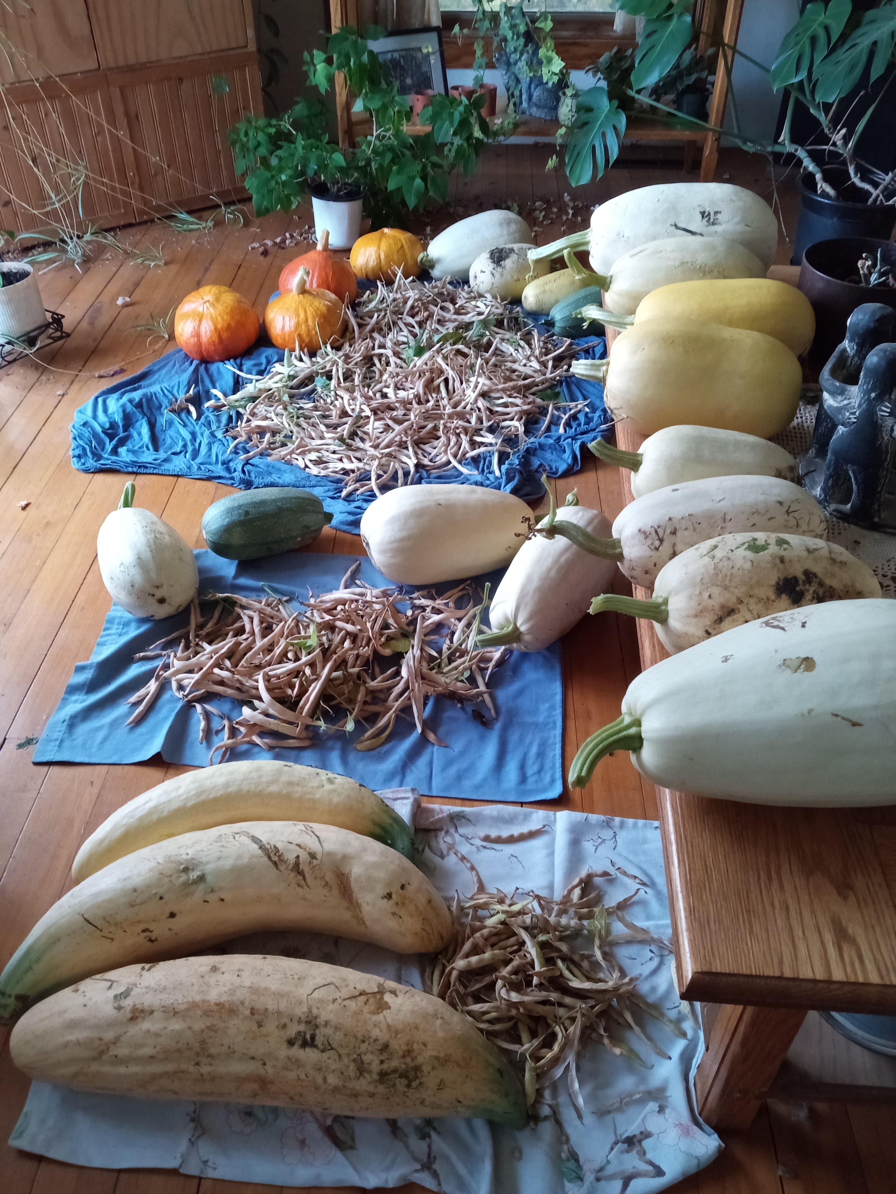 harvesting the food forest orchard 