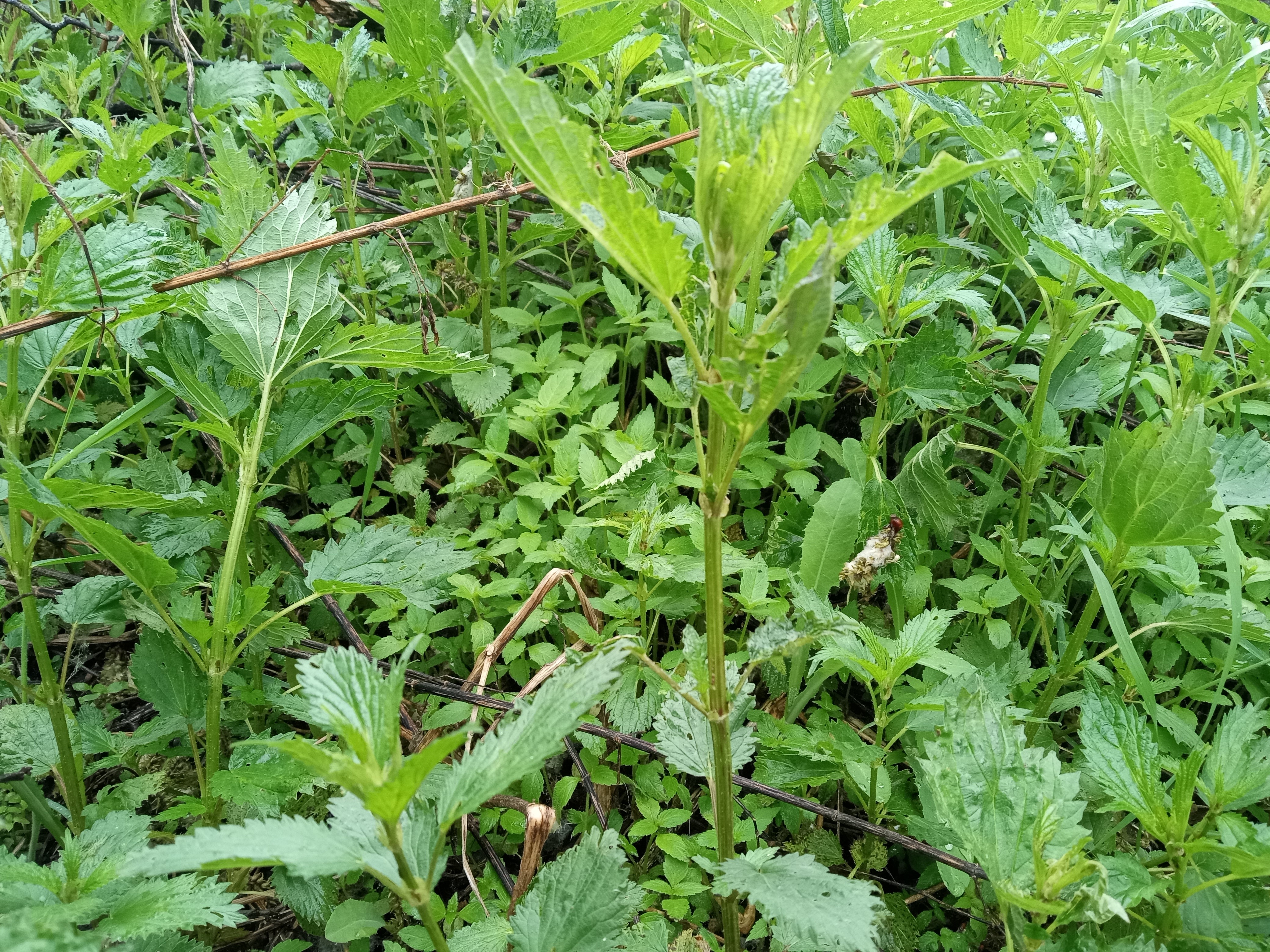 Stinging nettle - Nettle plant