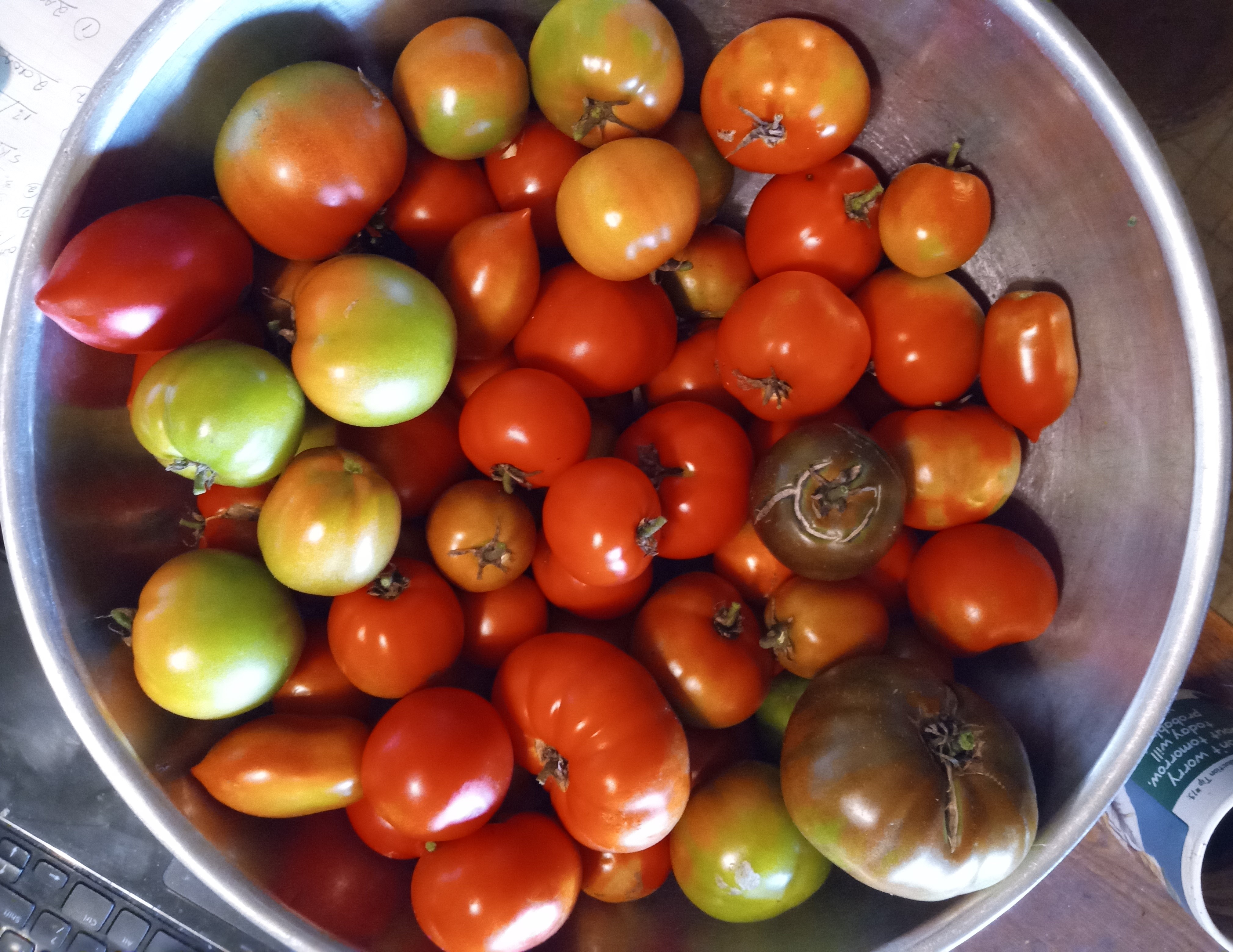 Tomatoes - vine ripened - September 2 2023