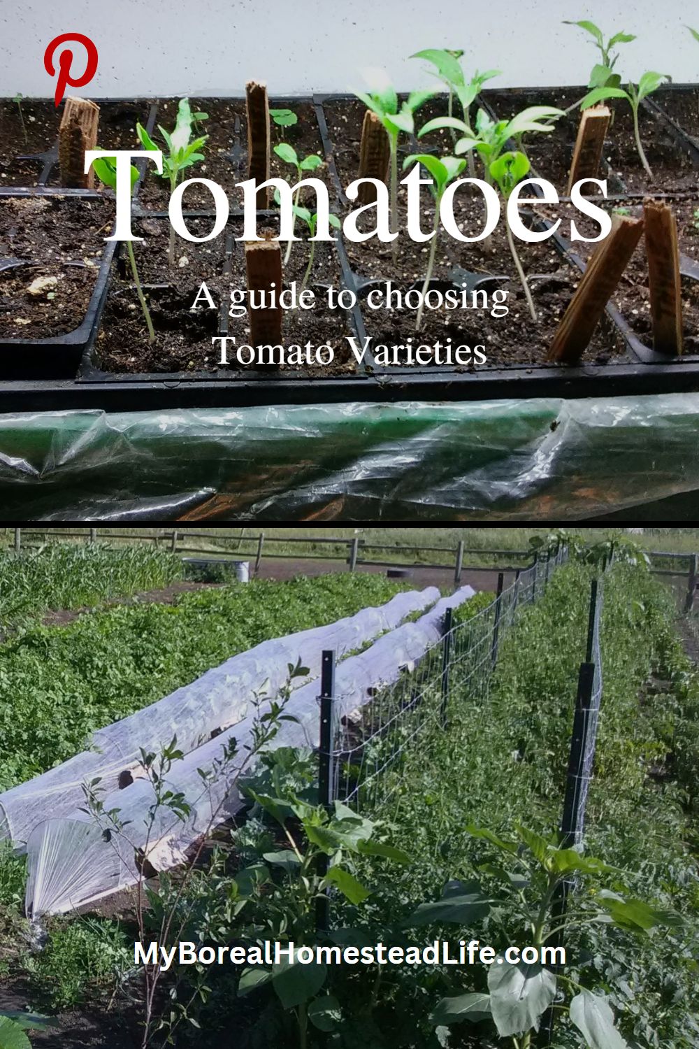 Tomatoes, tomato varieties, indeterminate tomato varieties