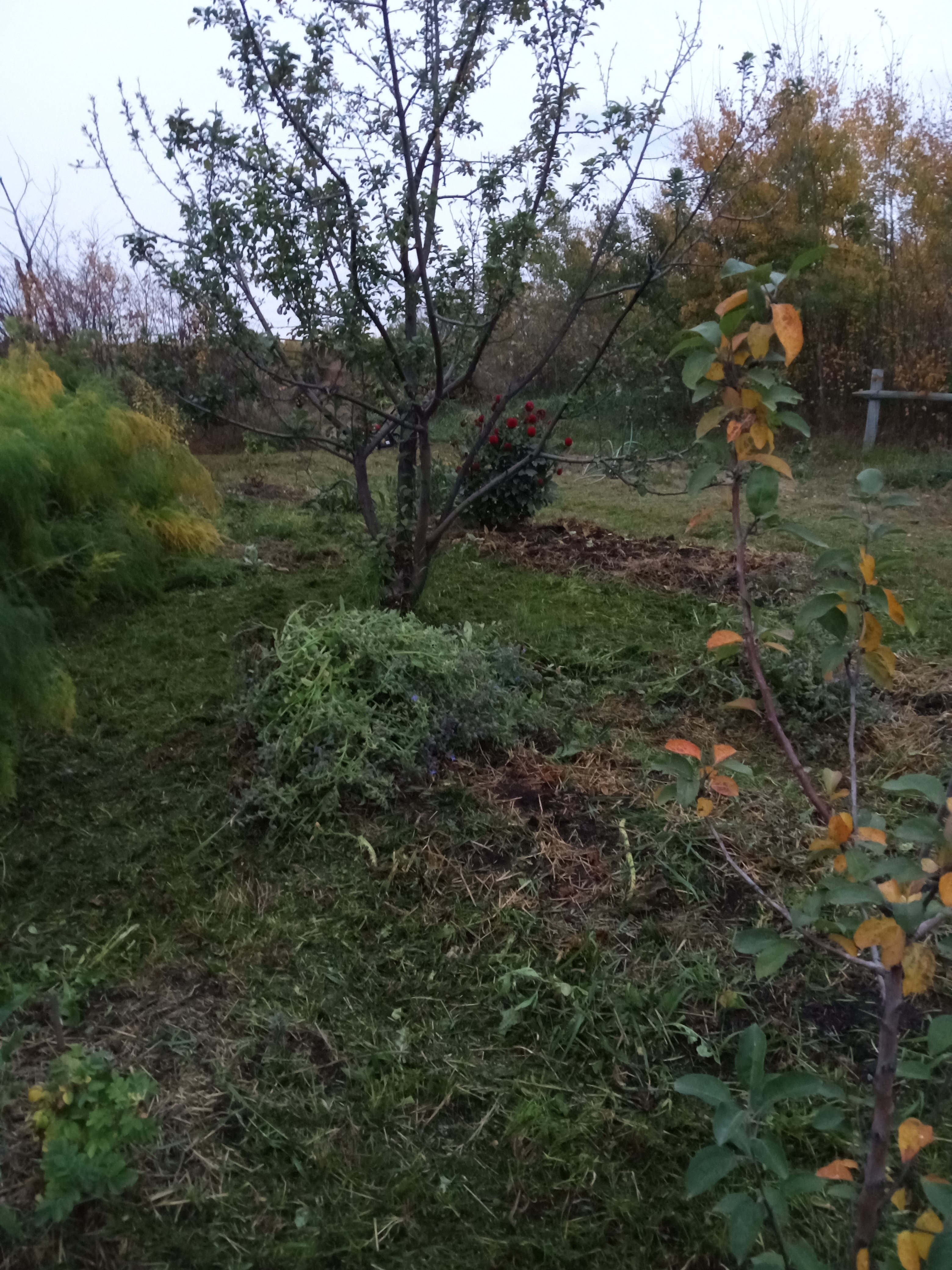 Fall Yard Cleanup - Food forest Orchard Garden cleanup